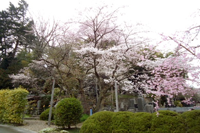 エドヒガン桜（白石市指定天然記念物）